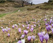 Crocus - Silvana